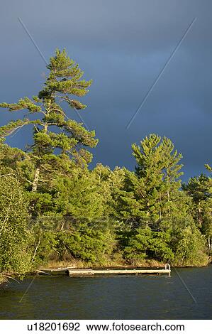 Stock Image - Evergreen trees along shoreline at Lake of the Woods, Ontario. Fotosearch