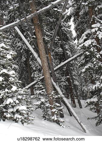 Evergreens covered with snow in Vail, Colorado View Large Photo Image Stock Image - Evergreens covered with snow in Vail, Colorado . Fotosearch