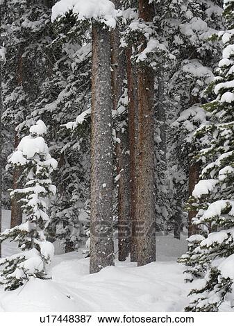 Stock Photo - Evergreens covered with snow in Vail, Colorado . Fotosearch
