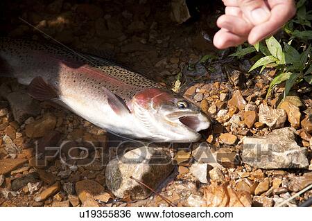 Fish in lake Taneycomo in Branson, Missouri View Large Photo Image Stock Photograph - Fish in lake Taneycomo in Branson, Missouri. Fotosearch