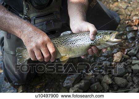 Fisherman with his catch at Lake Taneycomo in Branson, Missouri View Large Photo Image Stock Image - Fisherman with his catch at Lake Taneycomo in Branson, Missouri. Fotosearch