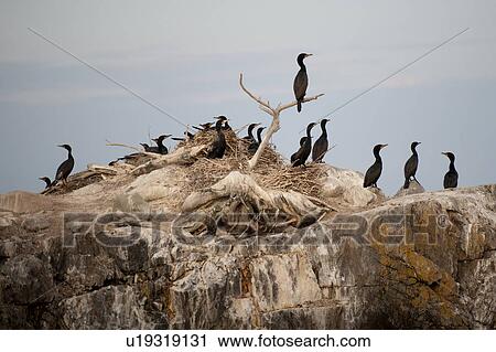 Flock of cormorants on a rock island in Lake of the Woods, Ontario View Large Photo Image Stock Image - Flock of cormorants on a rock island in Lake of the Woods, Ontario. Fotosearch
