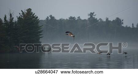 Flock of geese in flight over water in Lake of the Woods, Ontario View Large Photo Image Stock Photo - Flock of geese in flight over water in Lake of the Woods, Ontario. Fotosearch