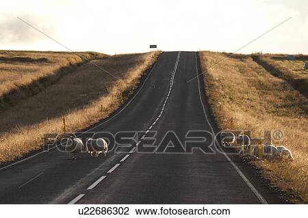 Stock Image - Flock of sheep on the highway. Fotosearch