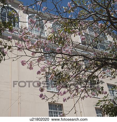 Stock Image - Flowering tree in front of the Gran Hotel in Costa Rica. Fotosearch