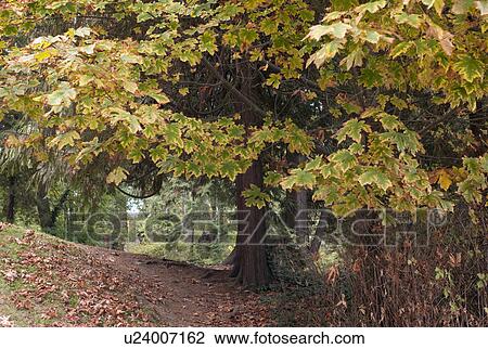 Foliage in Stanley Park in Vancouver, British Columbia, Canada View Large Photo Image Stock Image - Foliage in Stanley Park in Vancouver, British Columbia, Canada. Fotosearch
