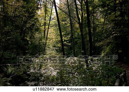Foliage in Stanley Park in Vancouver, British Columbia, Canada View Large Photo Image Stock Photo - Foliage in Stanley Park in Vancouver, British Columbia, Canada. Fotosearch