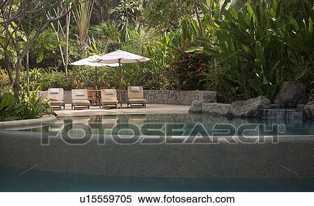 Four lounge chairs under a sun umbrella, in the jungle next to the reflective swimming pool View Large Photo Image Stock Photography - Four lounge chairs under a sun umbrella, in the jungle next to the reflective swimming pool. Fotosearch