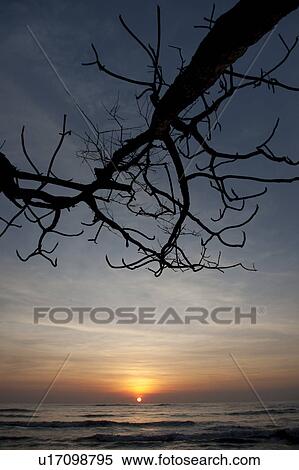 Stock Photography - glowing orange sunset over the ocean with a bare tree branch overhanging. Fotosearch