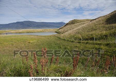 Stock Photo - Grasslands in a mountain valley with a pond, and dock weed. Fotosearch