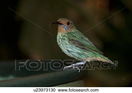 Stock Image - Green bird at the Butterfly Palace in Branson, Missouri. Fotosearch