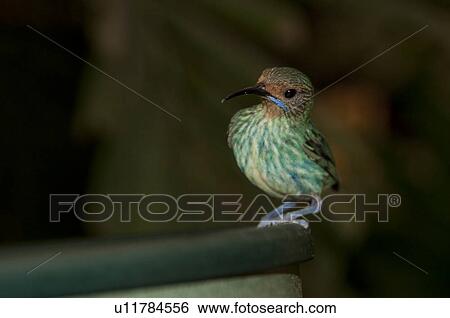 Stock Photograph - Green bird at the Butterfly Palace in Branson, Missouri. Fotosearch