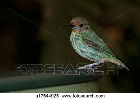 Green bird at the Butterfly Palace in Branson, Missouri View Large Photo Image Stock Photography - Green bird at the Butterfly Palace in Branson, Missouri. Fotosearch