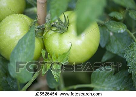 Picture - Green tomatoes growing on the vine in a garden at Lake of the Woods, Ontario. Fotosearch