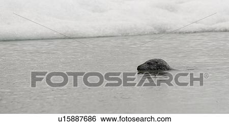 Grey Seal swimming in snow edged water View Large Photo Image Stock Photograph - Grey Seal swimming in snow edged water. Fotosearch