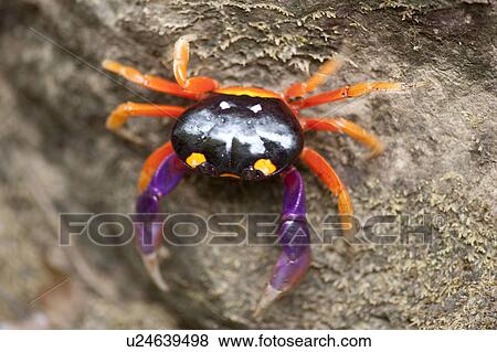 Stock Photo - Halloween or Harlequin Crab on the beach with purple claws and orange legs. Fotosearch