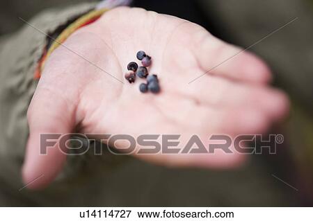 Hand holding wild berries at Lake of the Woods, Ontario View Large Photo Image Stock Photo - Hand holding wild berries at Lake of the Woods, Ontario. Fotosearch