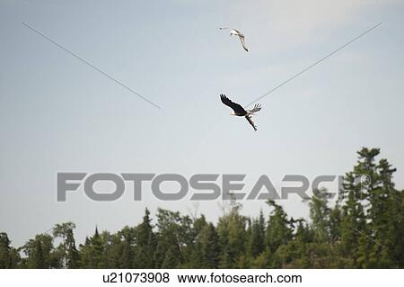 Hawk flying with a fish in his claws over Lake of the Woods, Ontario View Large Photo Image Stock Photo - Hawk flying with a fish in his claws over Lake of the Woods, Ontario . Fotosearch