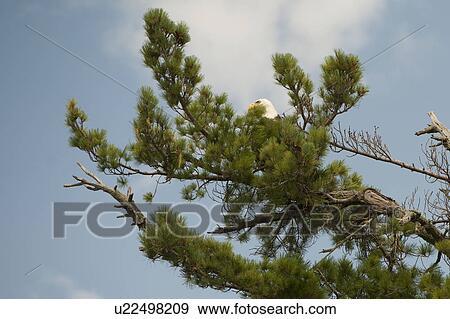 Hawk perched in the branches of a tree top at Lake of the Woods, Ontario View Large Photo Image Stock Photo - Hawk perched in the branches of a tree top at Lake of the Woods, Ontario. Fotosearch