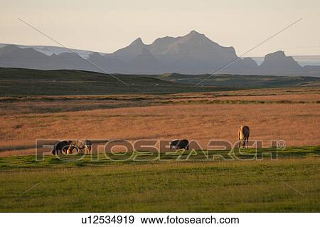 Horses grazing in a pasture with mountains in the background in the evening sun View Large Photo Image Stock Photo - Horses grazing in a pasture with mountains in the background in the evening sun. Fotosearch