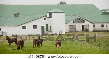 Stock Image - Horses in paddock in front of farm buildings. Fotosearch