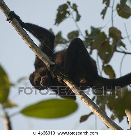 Stock Image - Howler Monkey in a tree in Costa Rica. Fotosearch