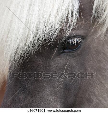 Icelandic horse, closeup eye View Large Photo Image Stock Image - Icelandic horse, closeup eye. Fotosearch