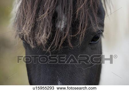 Stock Image - Icelandic horse closeup of eyes and forehead. Fotosearch