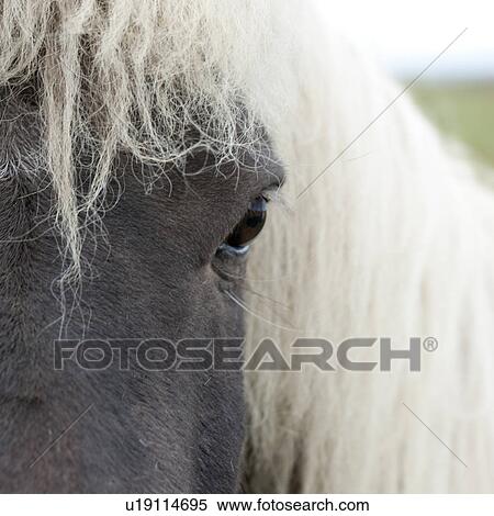 Stock Photography - Icelandic horse face. Fotosearch