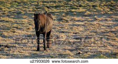 Stock Photograph - Icelandic horse in frosted pasture with bird sitting on back. Fotosearch