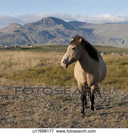 Icelandic horse in pasture, mountain in background View Large Photo Image Stock Photo - Icelandic horse in pasture, mountain in background. Fotosearch