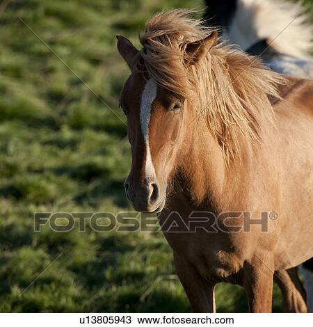 Icelandic horse in pasture View Large Photo Image Stock Image - Icelandic horse in pasture. Fotosearch
