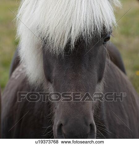 Stock Photo - Icelandic horse in pasture. Fotosearch