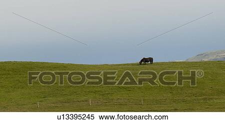 Icelandic horse on horizon in pasture View Large Photo Image Stock Photography - Icelandic horse on horizon in pasture. Fotosearch