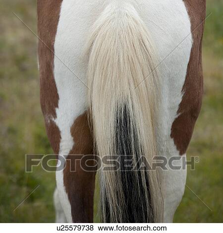 Icelandic horse rump and tail View Large Photo Image Stock Photo - Icelandic horse rump and tail. Fotosearch