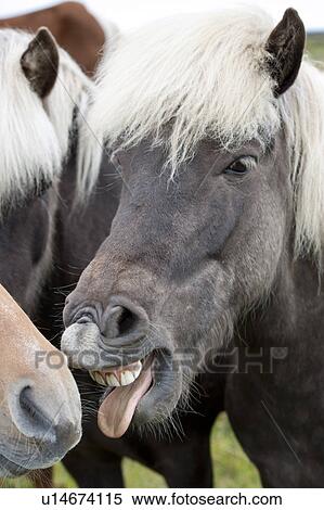 Stock Photography - Icelandic horse with teeth showing. Fotosearch