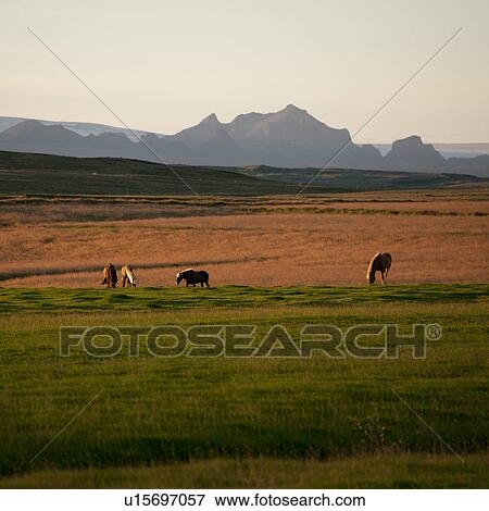Icelandic horses grazing in pasture before mountains View Large Photo Image Stock Photo - Icelandic horses grazing in pasture before mountains. Fotosearch