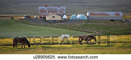 Stock Photography - Icelandic horses grazing inpasture with barn, hay bales, tractor, and farm yard. Fotosearch