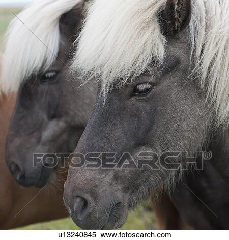 Stock Photography - Icelandic horses in pasture, closeup head. Fotosearch