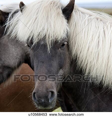 Stock Image - Icelandic horses in pasture. Fotosearch