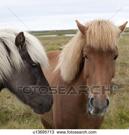 Icelandic horses in pasture View Large Photo Image Stock Image - Icelandic horses in pasture. Fotosearch