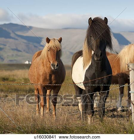 Icelandic horses in pasture View Large Photo Image Stock Image - Icelandic horses in pasture. Fotosearch