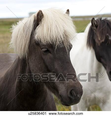 Stock Image - Icelandic horses in pasture. Fotosearch