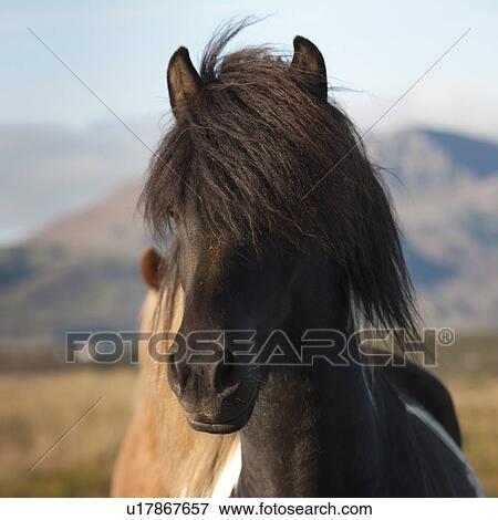 Stock Photo - Icelandic horses in pasture. Fotosearch
