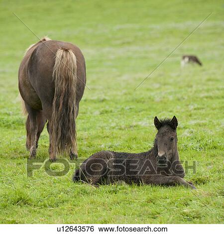 Stock Photograph - Icelandic horses in pasture. Fotosearch