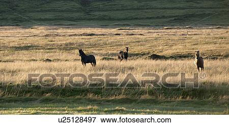 Icelandic horses in tall grass pasture View Large Photo Image Stock Photo - Icelandic horses in tall grass pasture. Fotosearch
