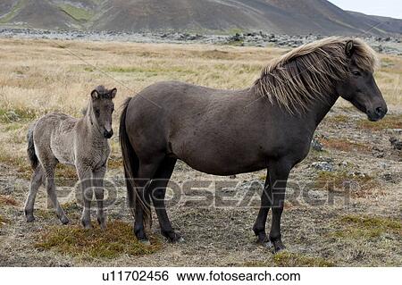 Stock Photograph - Icelandic horses, mare and foal in a pasture. Fotosearch