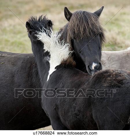 Picture - Icelandic horses nuzzling in pasture. Fotosearch
