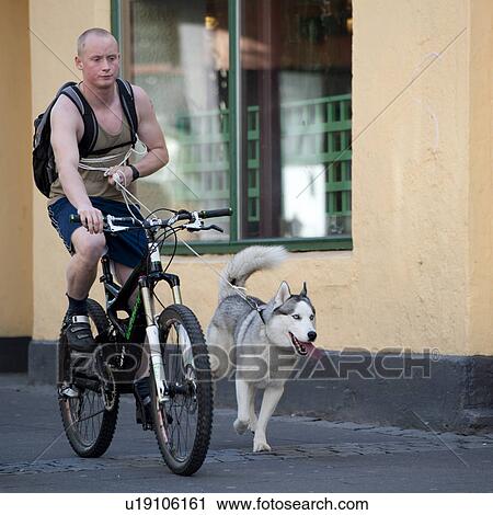 Stock Image - Icelandic man on a bicycle in shorts and a rucksack, with a sled dog running beside with it's tongue hanging out.. Fotosearch