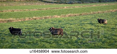 Icelandic sheep in meadow View Large Photo Image Picture - Icelandic sheep in meadow. Fotosearch